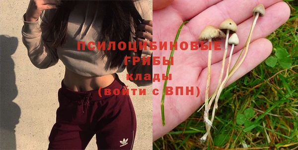 PSILOCYBIN Зерноград