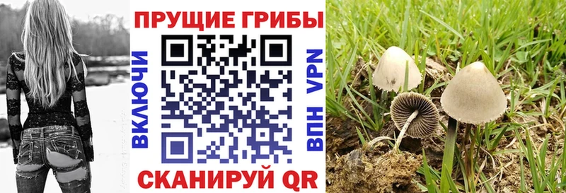 Галлюциногенные грибы MAGIC MUSHROOMS  сколько стоит  Зубцов 